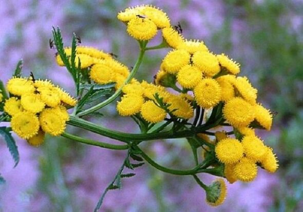 pomocí tansy k odstranění parazitů z těla