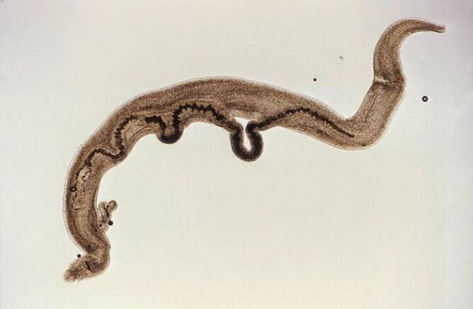 Parazit Schistosoma uvnitř těla